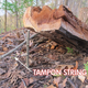 Illustration for article titled The Swiss Army Tampon: A Life-Saving Wilderness Survival Tool